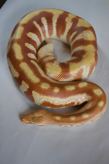 2019 Male Red T-Negative Albino (Red-Head). Blood Python by The Scarlet ...