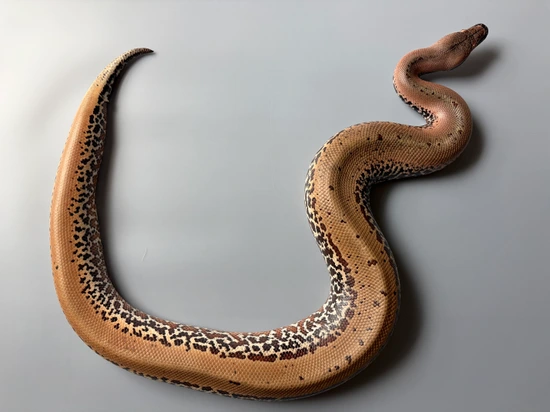 2022 Pixel Blood Python by The Scarlet Society LLC