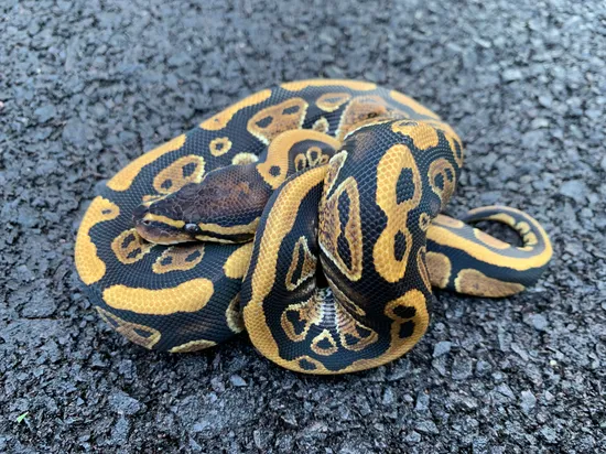 Arroyo Ball Python by The Seventh Serpent