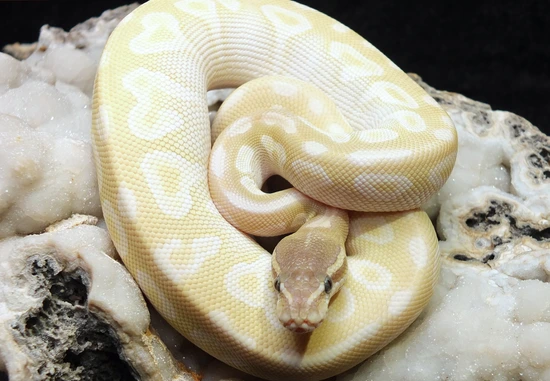 Crystal 2022 - Free Shipping (New Pic) Ball Python by The Snake Guru