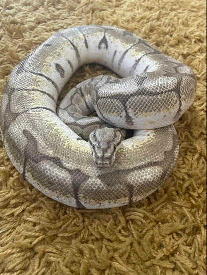 Lesser Spider Python Lesser Spider Ball Python by The snake sanctuary