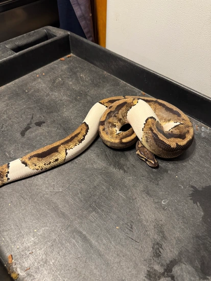 Pie Bald Ball Python by The Song Bird Ranch LLC