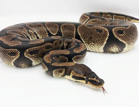 Sub Saharen Ball Python