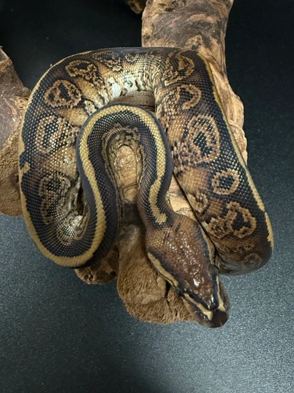 🔥PIXEL Red Stripe Het Genetic Stripe Ball Python by Third Coast Exotics