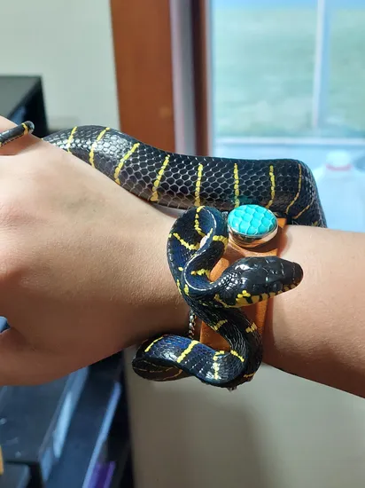 boiga melanota for sale Melanota Mangrove Snake (Boiga Dendrophila Melanota) More Colubrids by  Third Eye Pythons