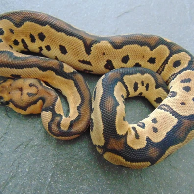 Clown Ball Python - male for sale from Nicand Ball Pythons