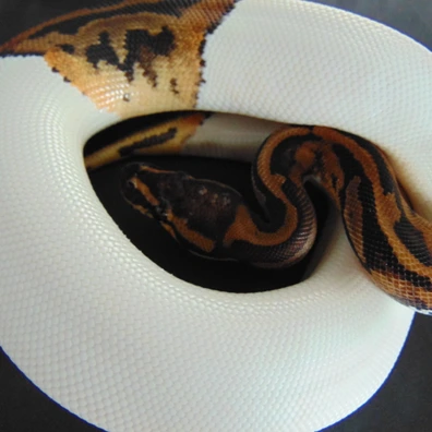 Pied 100% Het Ultramel Ball Python - female for sale from Nicand Ball Pythons