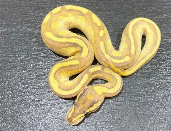 Butter Enchi Pos Pastel 66% Het Pied Ball Python by Three-oak-pythons