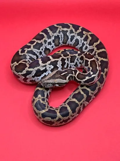 Normal Het Granite Pos Het Albino Burmese Python by D-Rassic Park