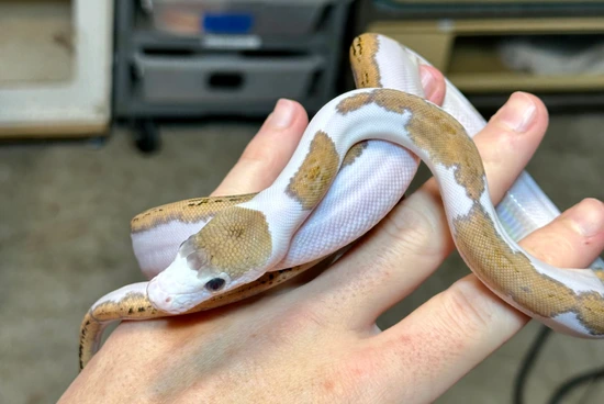 Platinum Pied Het Purple Reticulated Python by D-Rassic Park
