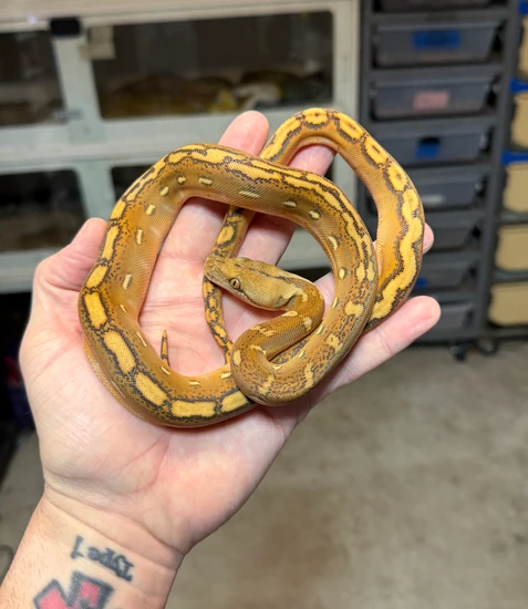 Sunfire Ogs 66% Het Genetic Stripe Reticulated Python by D-Rassic Park