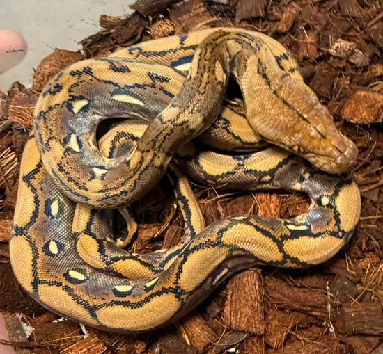 Genetic Abnormal Reticulated Python Het Orange Ghost Strip 66% Het Genetic Stripe Reticulated Python by D ...