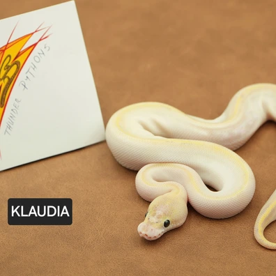 Ivory Het Clown Ball Python - female for sale from Thunder Pythons