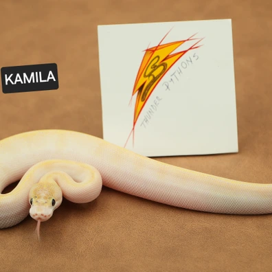 Ivory Het Clown Ball Python - female for sale from Thunder Pythons