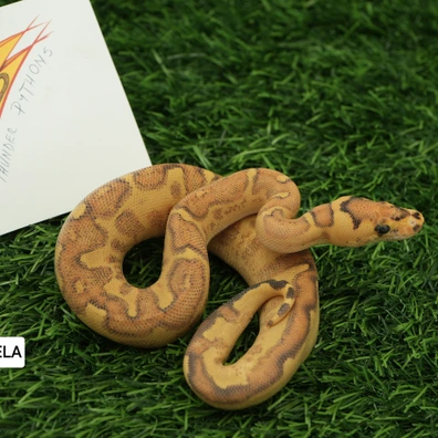 Enchi Freeway Clown Ball Python - female for sale from Thunder Pythons