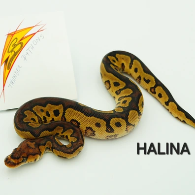Yellow Belly Clown Ball Python - female for sale from Thunder Pythons