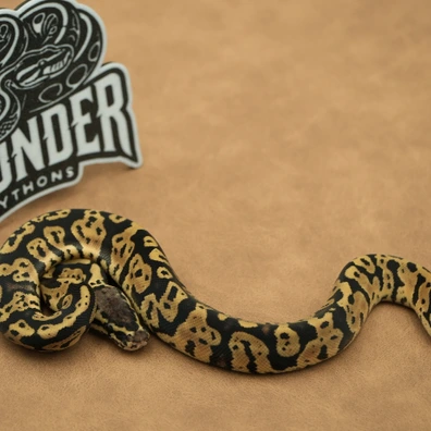Pastel Confusion Het Axanthic VPI Ball Python - female for sale from Thunder Pythons