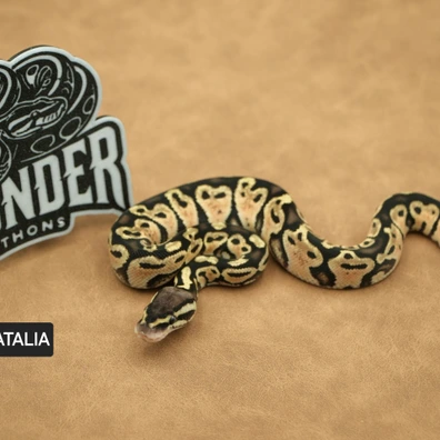 Pastel Het Axanthic VPI Ball Python - female for sale from Thunder Pythons