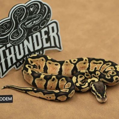 Pastel Het Axanthic VPI Ball Python - male for sale from Thunder Pythons