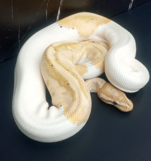 1.3 Piebald/Het Piebald Project Ball Python by Vanaheim Exotics
