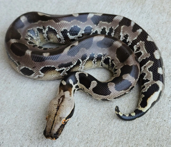 Chrome-head Sumatran Short-Tailed Python by Tierra de Morelia