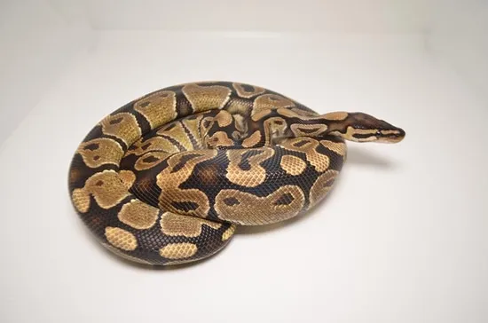 CBB Normal Ball Python by Tikisgeckos