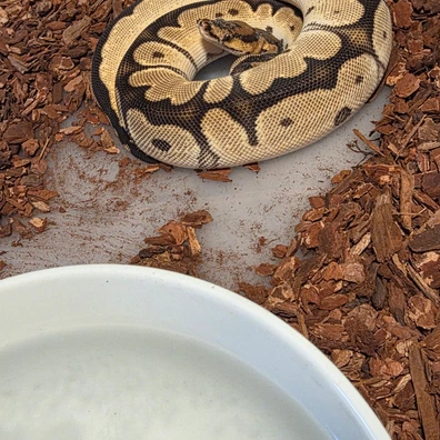35,000+ Snakes For Sale | MorphMarket