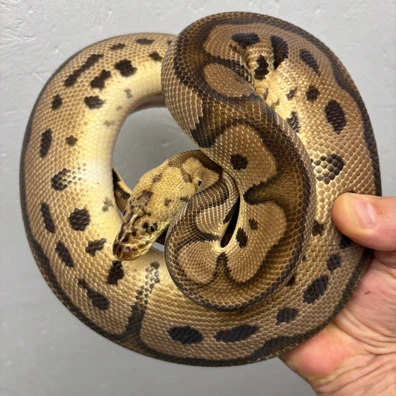 Pastel Leo (GHI) Clown Het DG