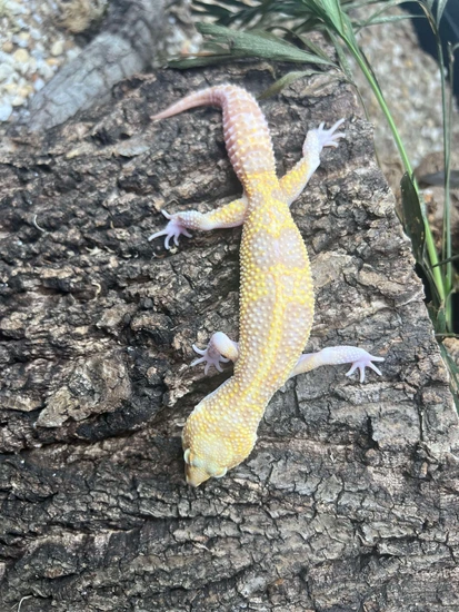 Raptor Snow Leopard Gecko by Nealon Reptiles