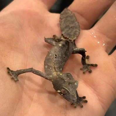 100+ Leaf-Tailed Geckos For Sale | MorphMarket