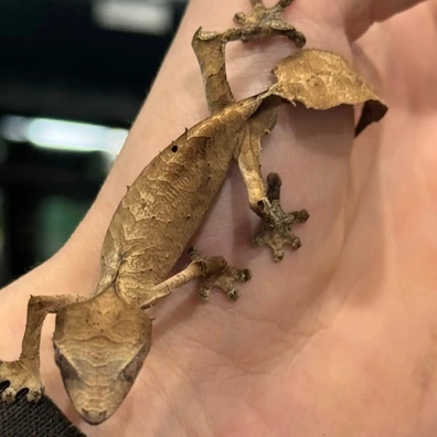 100+ Leaf-Tailed Geckos For Sale | MorphMarket
