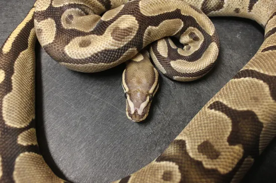 Adult Fire Scaleless Head FREE SHIPPING Ball Python by Reptiles on the ...