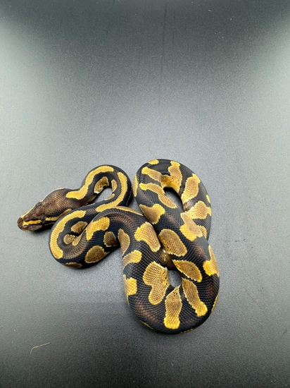 OD Chocolate Enchi Het DG Ball Python by Tim’z Exotics