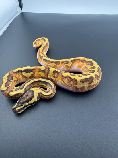 OD YB Enchi Pied 50% Het DG / Clown Ball Python by Tim’z Exotics