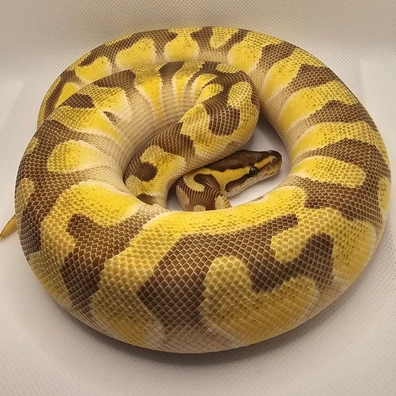 Enchi Lesser Het Clown Ball Python - female for sale from J.A.C Royals