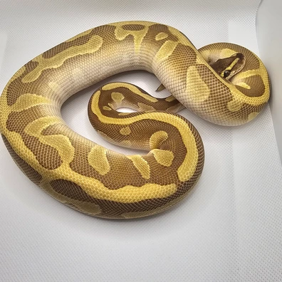 Enchi Lesser Leopard Het Clown Ball Python - unknown for sale from J.A.C Royals