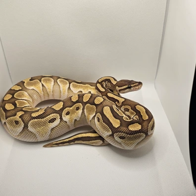 Lesser Blade Het Clown Ball Python - female for sale from J.A.C Royals