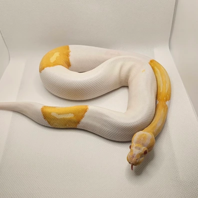 Albino Pied Ball Python - female for sale from J.A.C Royals