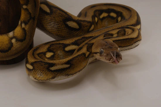 Sunfire Retic Morph Sunfire Tiger Het Purple Reticulated Python by Titan Retics