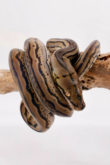 Ocelot 100% Het Caramel Albino Reticulated Python by Titan Retics