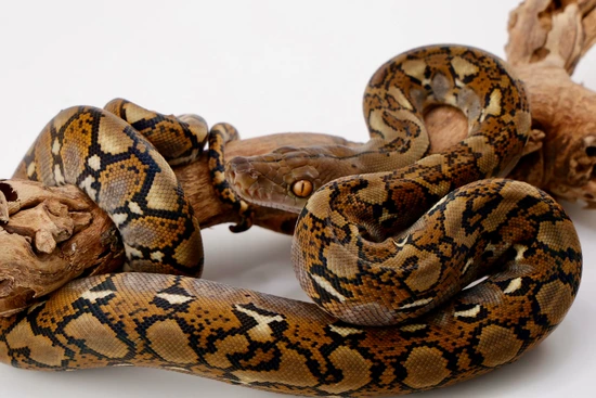 Normal 100% Het Ocelot Het Caramel Reticulated Python by Titan Retics