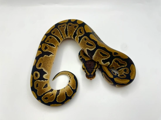 Het Clown Ball Python by TJK Morphs