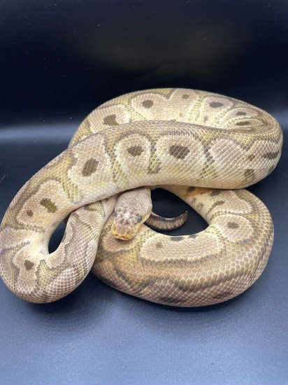 1.1 Pastel Clown And Blade Pos Het Clown Ball Python by TJK Morphs