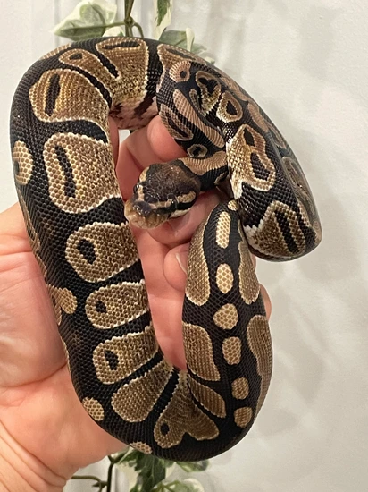 Normal Ball Python by TJK Morphs
