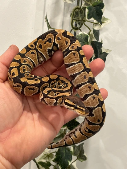 Het Clown Ball Python by TJK Morphs