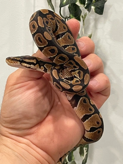 Normal 50% Dbl Het Puzzle Lav Albino Ball Python by TJK Morphs