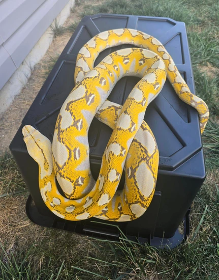 Moschino Platinum Retic Python Platinum Mochino Reticulated Python by Obsessed Exotics