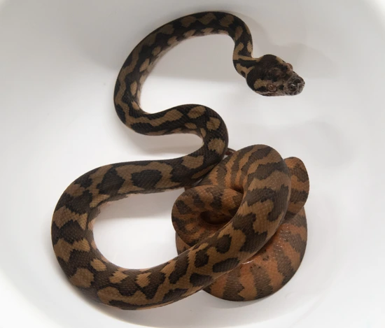 darwin carpet pythons at aar Images High Quality Grahic 50% Tiger Het Albino Darwin Carpet Python by TJW exotics