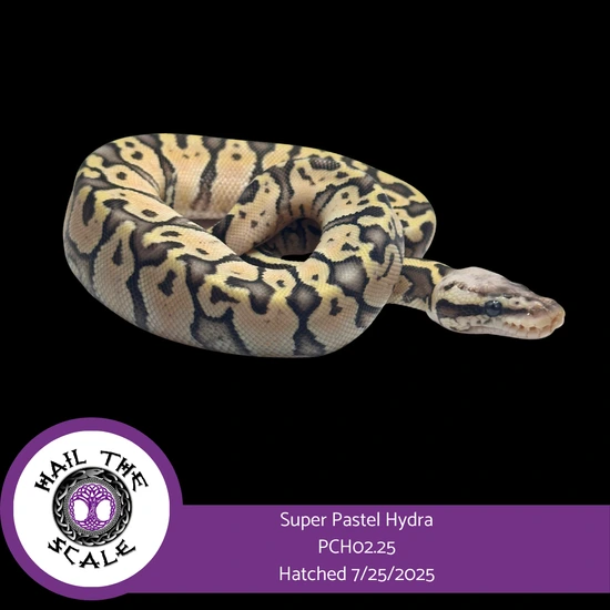 Super Pastel Hydra Ball Python by Hail The Scale