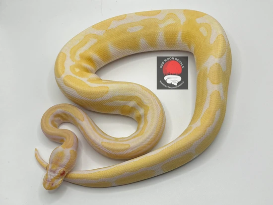 **SALE** Albino Tri Stripe Ball Python by Red Moon Royals LLC
